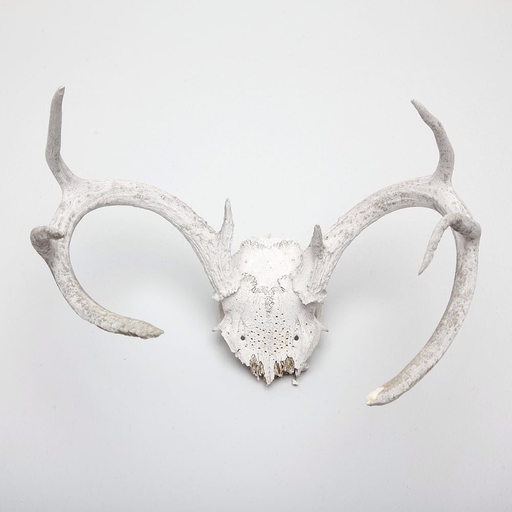 Image of HAND CARVED SKULL // TAURUS