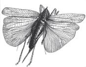 Image of Locust Poster