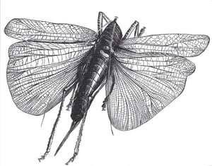 Image of Locust Poster