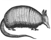 Image of Armadillo Poster