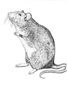 Image of Rat Poster