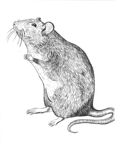 Image of Rat Poster