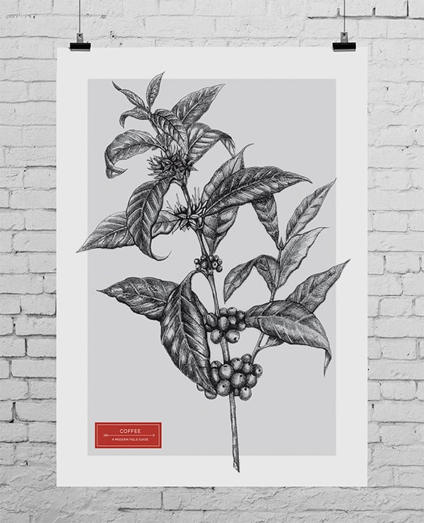 Image of COFFEE: A MODERN FIELD GUIDE - A3 COVER PRINT