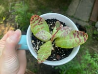 Image 3 of Kalanchoe in Golden Girls Blanche Mug