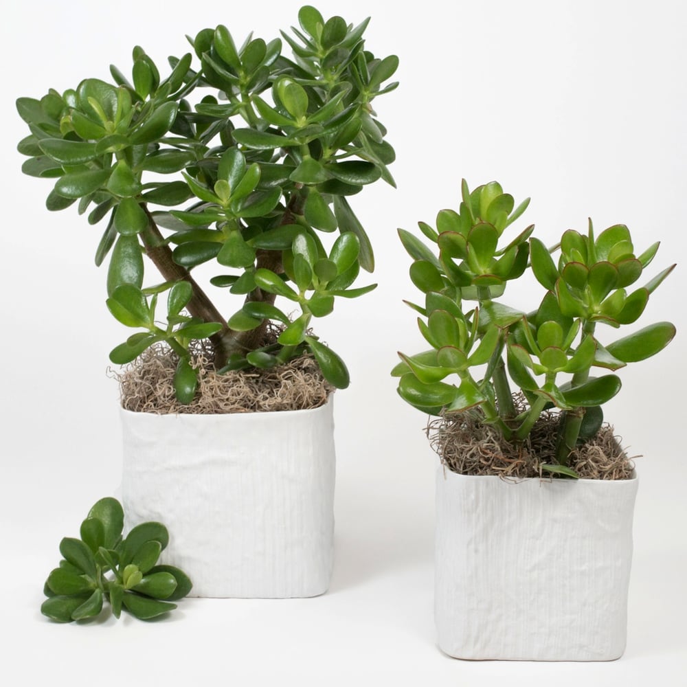 Image of POTTED JADE