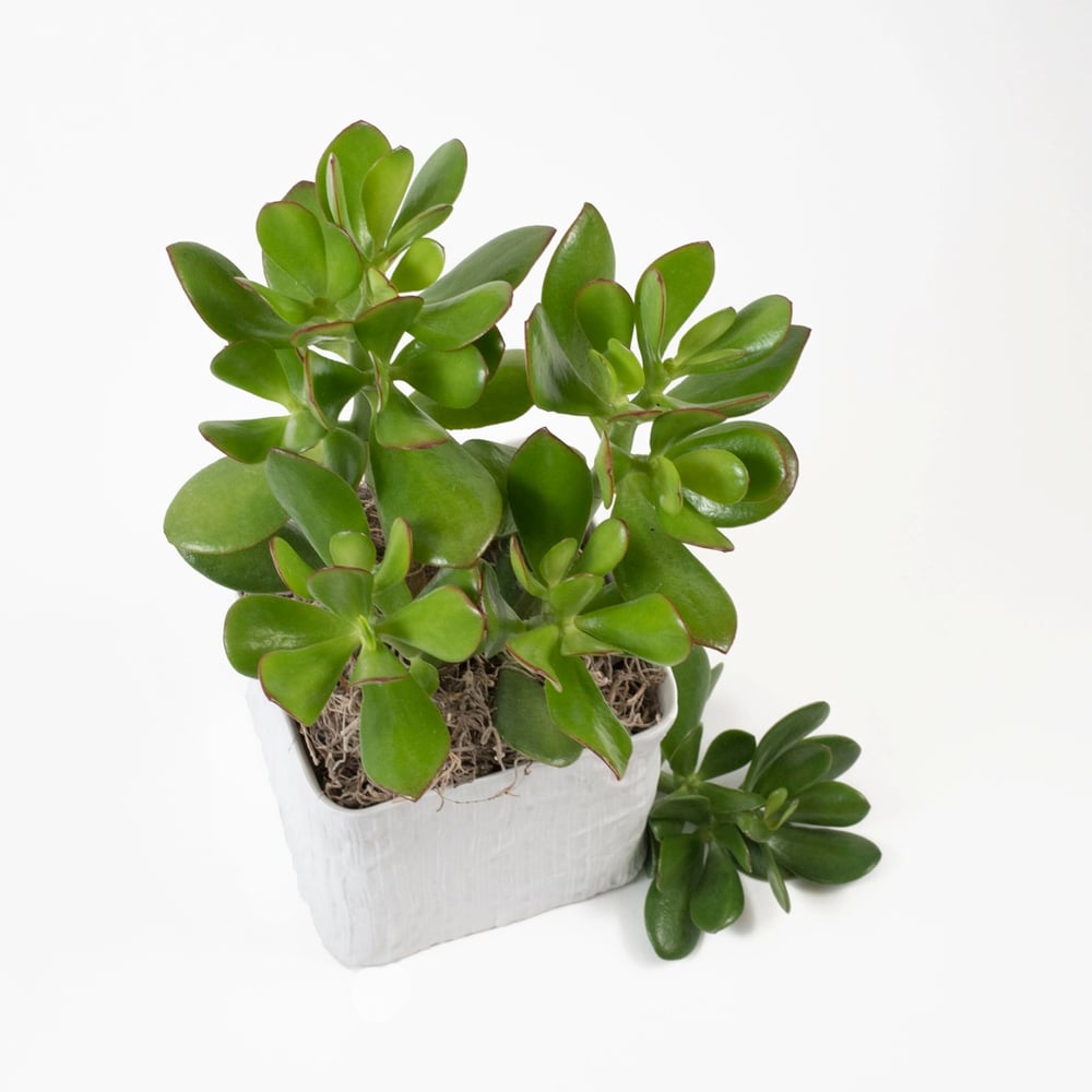 Image of POTTED JADE