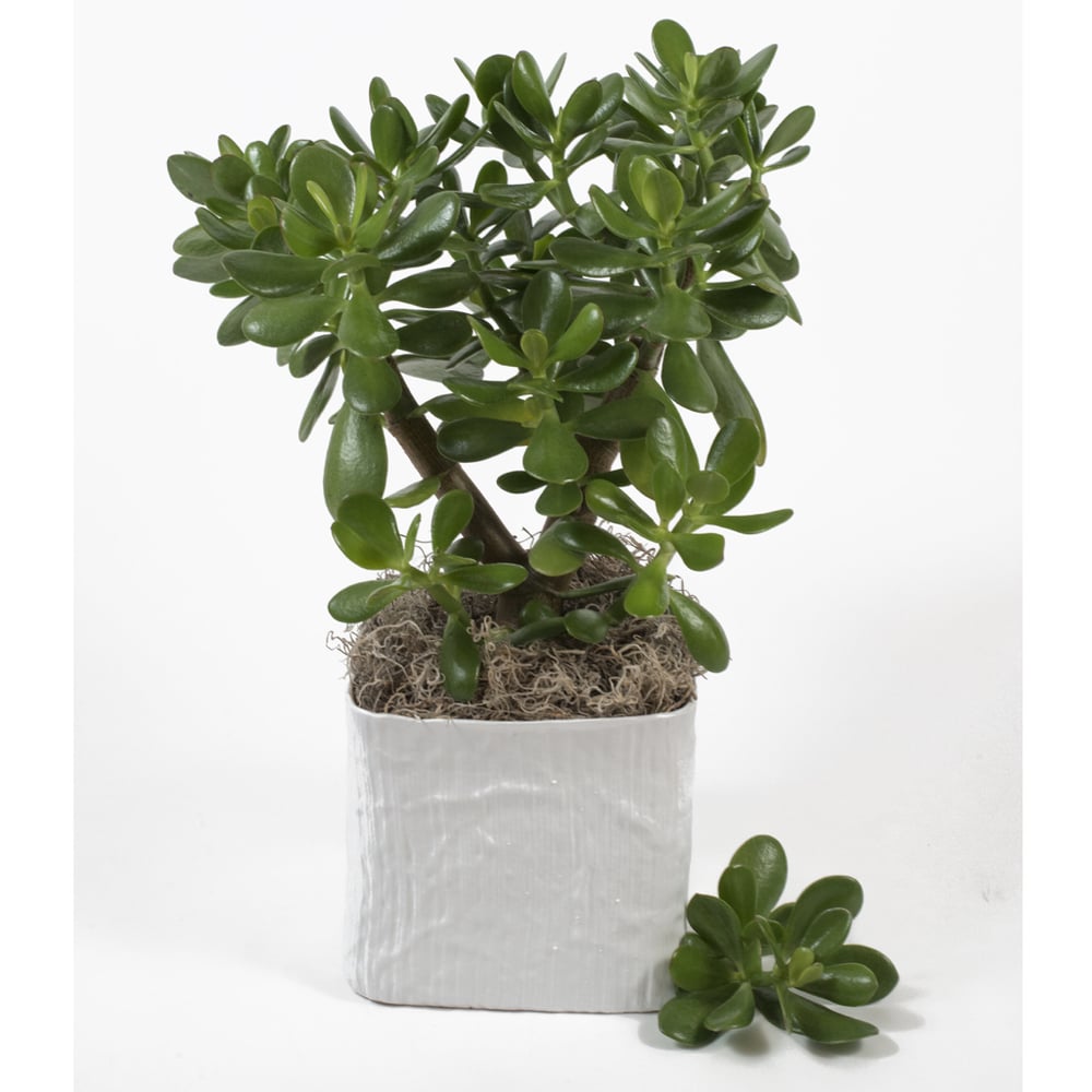 Image of POTTED JADE