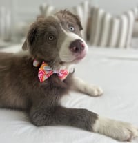 Image 2 of Retro Stripes Collection - Adjustable Pet Collar