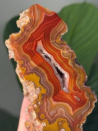 Image 2 of XL RED AND YELLOW LAGUNA AGATE WITH PARALAX