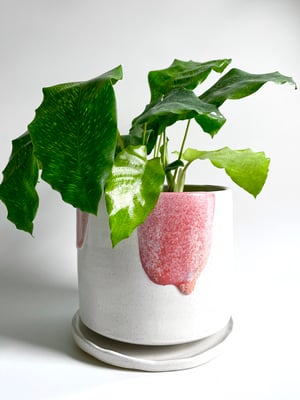 Image of Peachy pink planter 