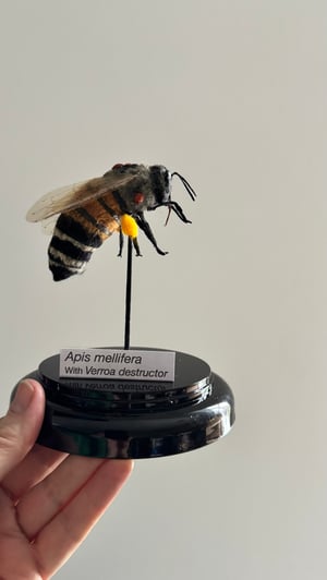 Image of Apis mellifera bees with Verroa destructor