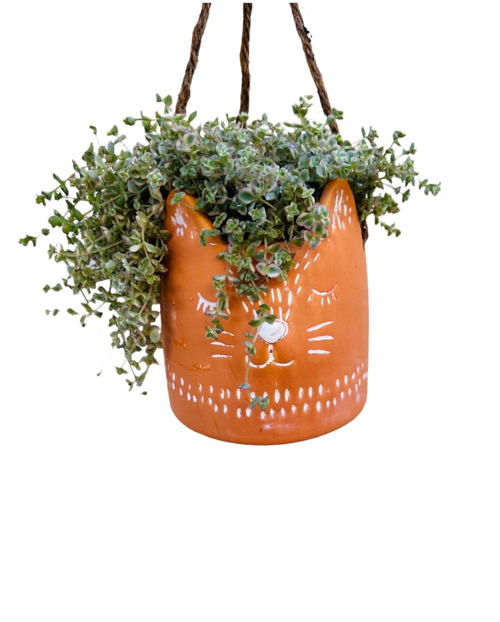 Image of Kitty hanging pot with calico kitten sedum