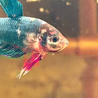 Image of Multicolour Giant HMPK Male