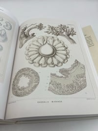 Image 2 of The Art and Science of Ernst Haeckel. 45th Ed.