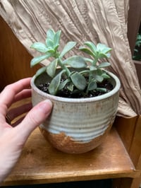 Image 4 of Ghost Echeveria in Aztec Tan Glazed Pot