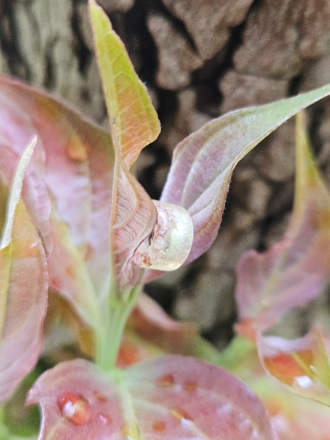 F2 - Red Garnet Infused