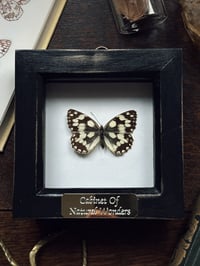 Image 4 of Marbled White Butterfly Frame 
