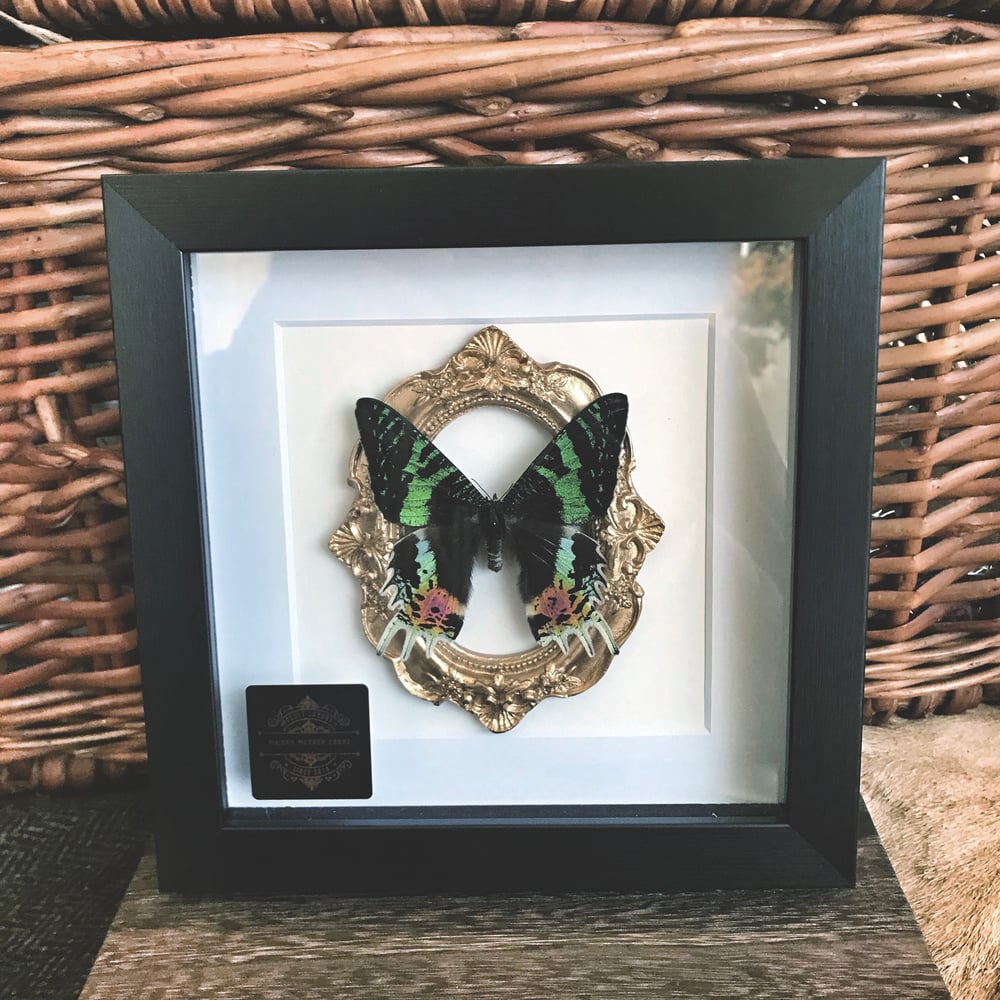 Image of Ornate Framed Madagascan Sunset Moth 