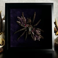 Image 3 of Floral Tarantula 