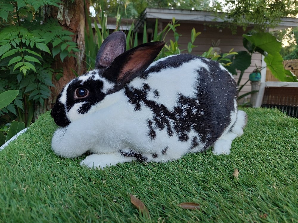 Image of Coconut (F) 