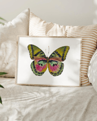 Image 5 of Euphaedra Watercolor Illustration PRINT