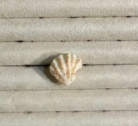 Image 13 of Shell Rings