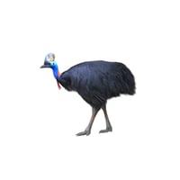 Cassowary