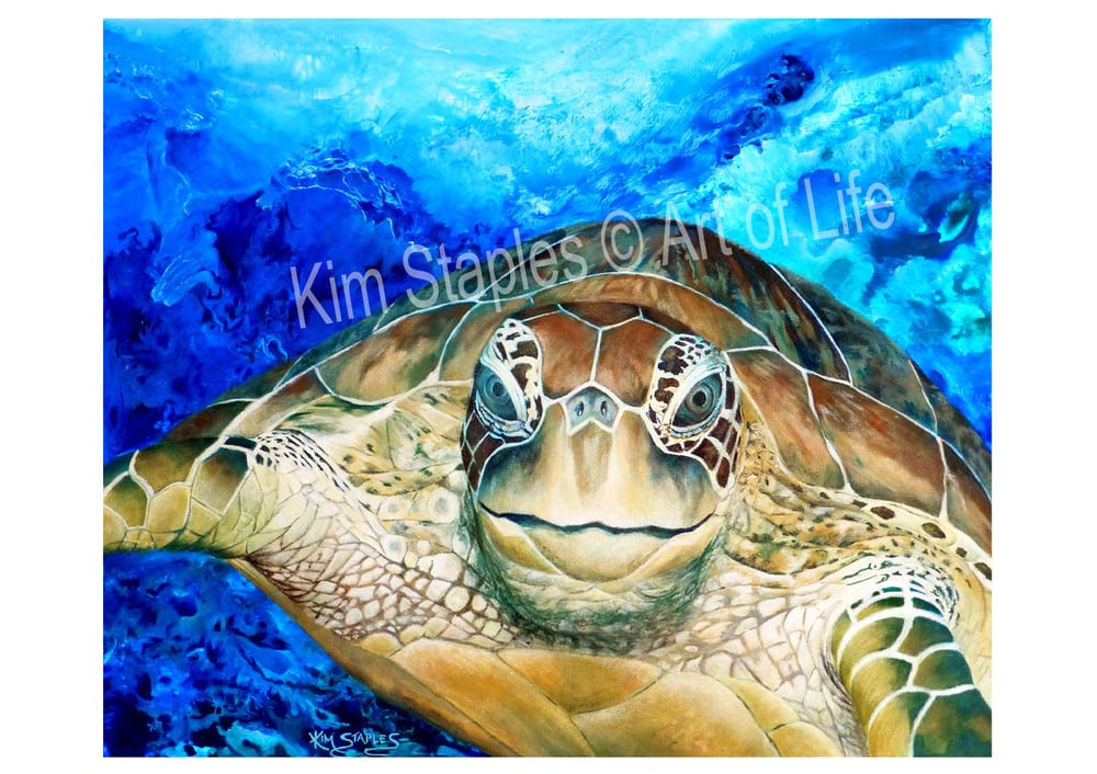 Image of Turtle amongst the reef - PRINT