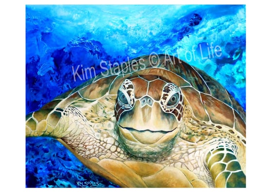 Image of Turtle amongst the reef - PRINT