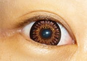 Image of Max Elegance Tri-Tone (Brown)