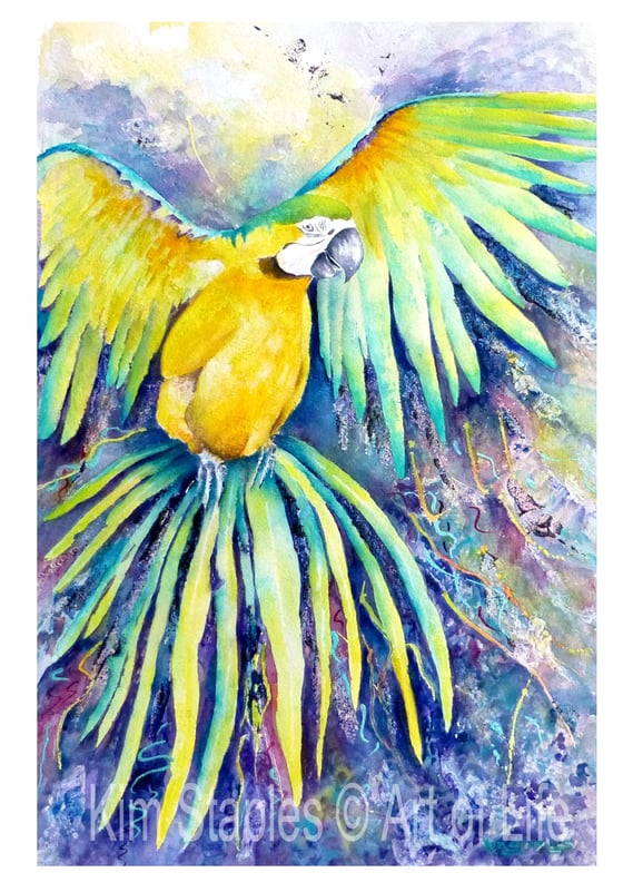 Image of Macaw in flight - PRINT