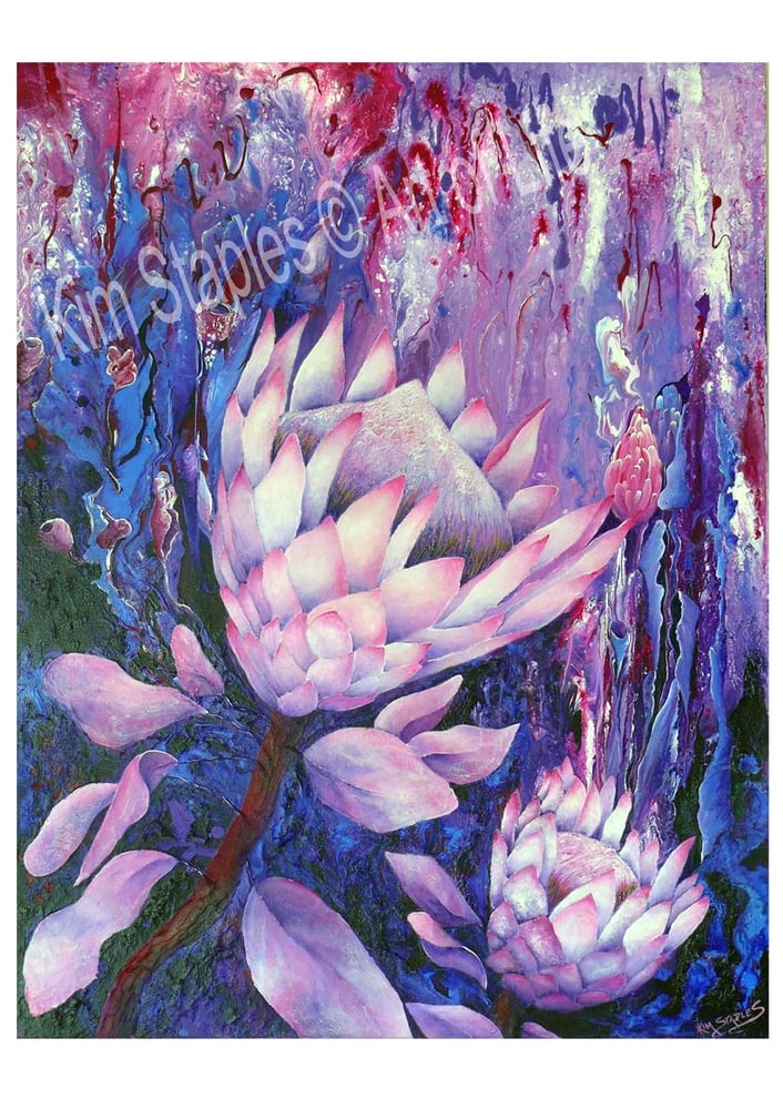 Image of Proteas in bloom - PRINT