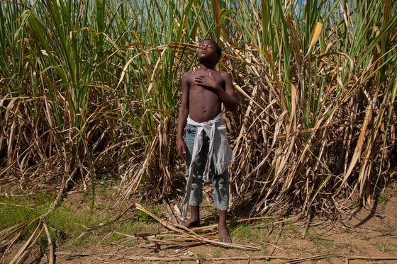 Image of Boy in Sugar Cane Field