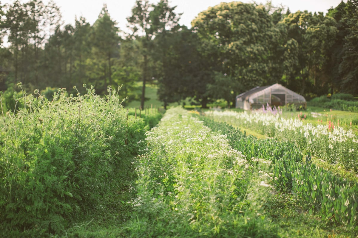 MASTER CLASS FLOWER FARMING 101 Love 'n Fresh Flowers