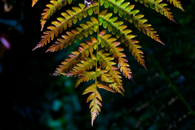 Image of +Fern Heart+