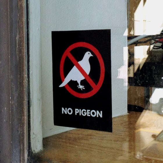 Image of No Pigeon Window Cling