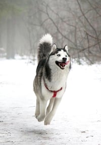 Crazy Husky