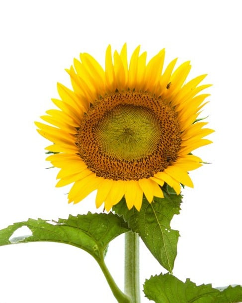 Image of Sunflower on White Sky Print