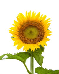 Image 1 of Sunflower on White Sky Print