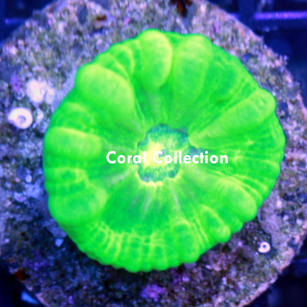 CC Crypto Candy / Coral Collection