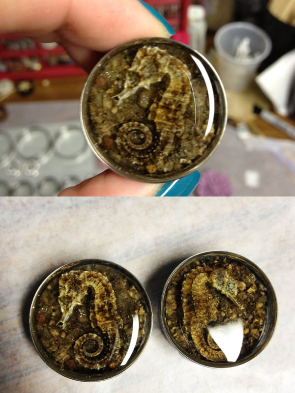 Image of Real Seahorse Plugs (sizes 1"-2")