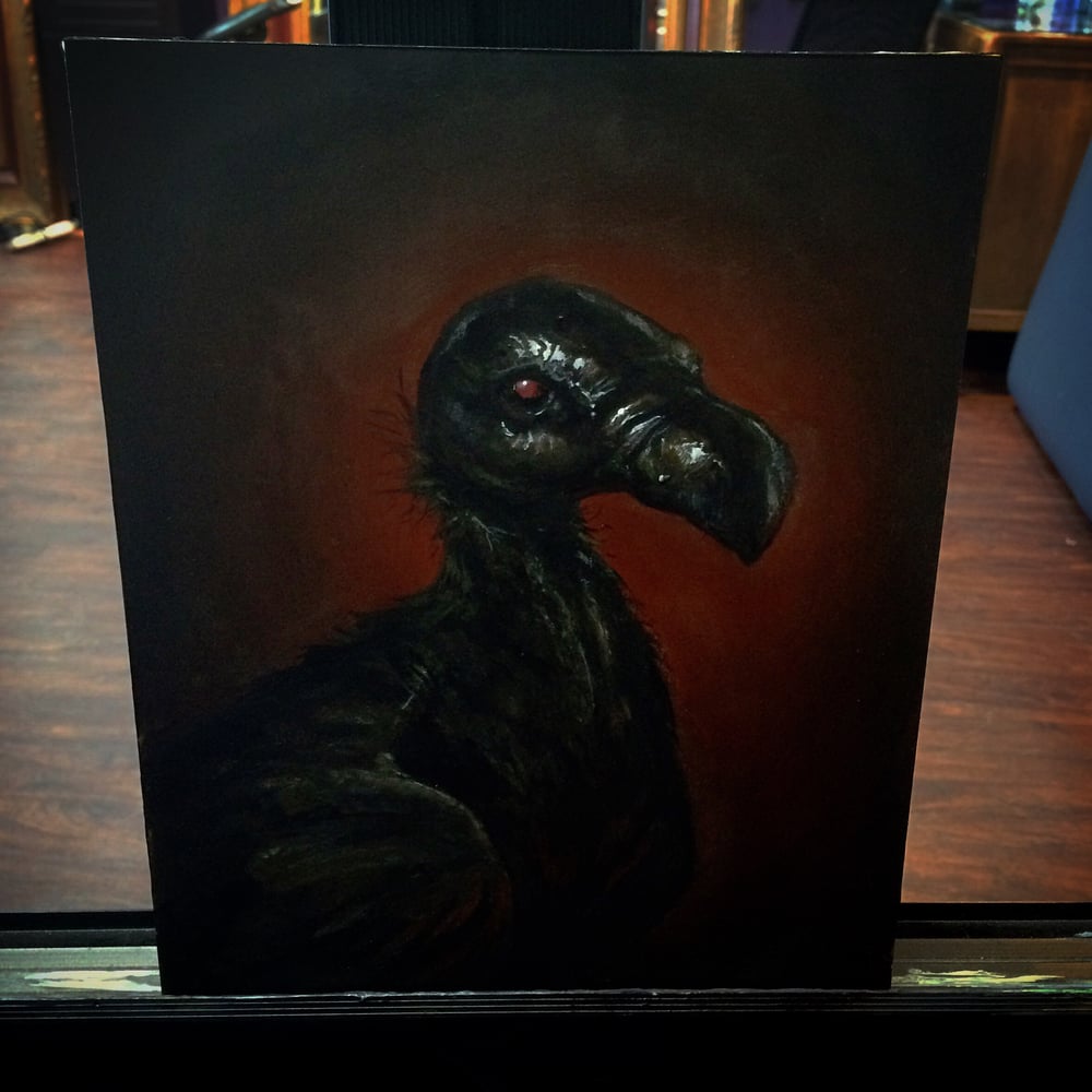 Image of Black vulture