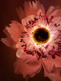 Image 7 of ACID BLOOM workshop