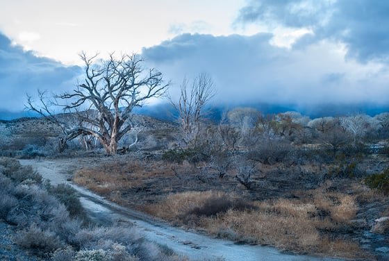 Image of Storm Tree