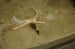 Image of Victorian Choker by Rhodora Jacob:  Date w/ Blythe Auction