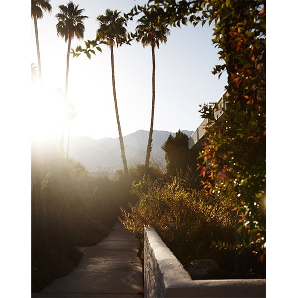 Image of Backlit Bougainvillea 