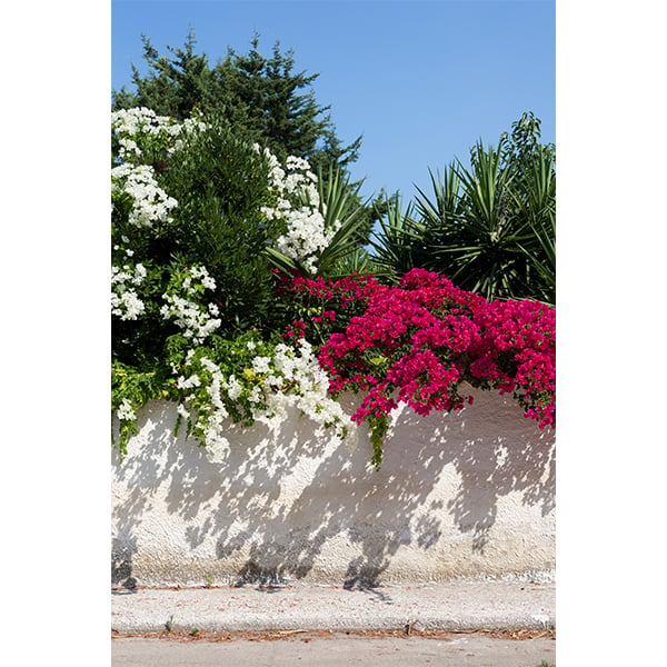 Image of Bougainvillea Two Tone