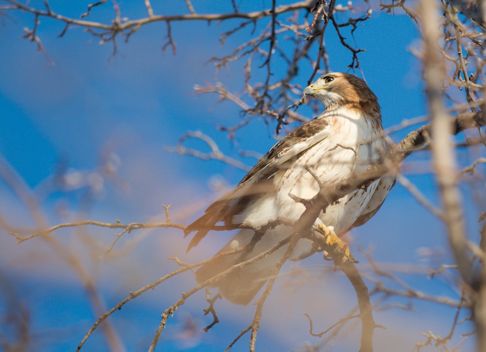 Image of Red Tailed Hawk Four-20 x 30 Print