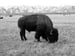 Image of American Bison