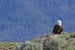 Image of Bald Eagle in the Gros Ventre